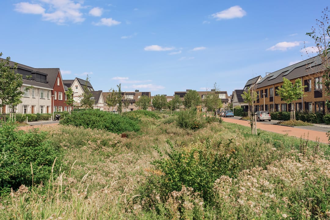 Foto 43 van Knobbelzwaan 77