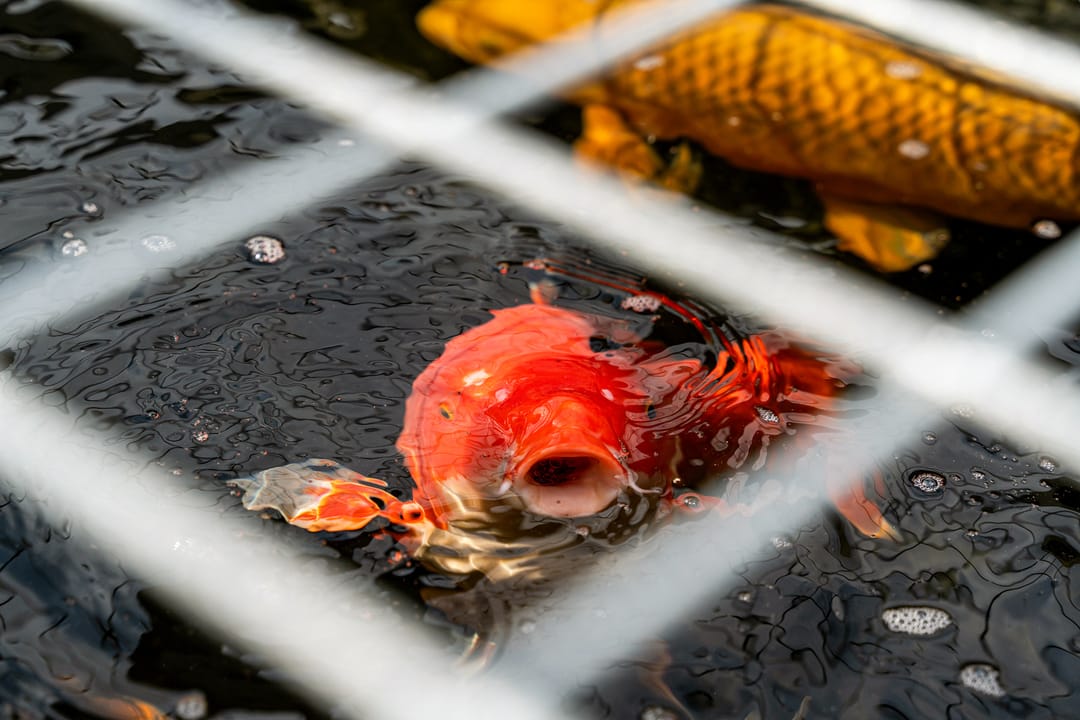 Foto 56 van Asserwijk 37