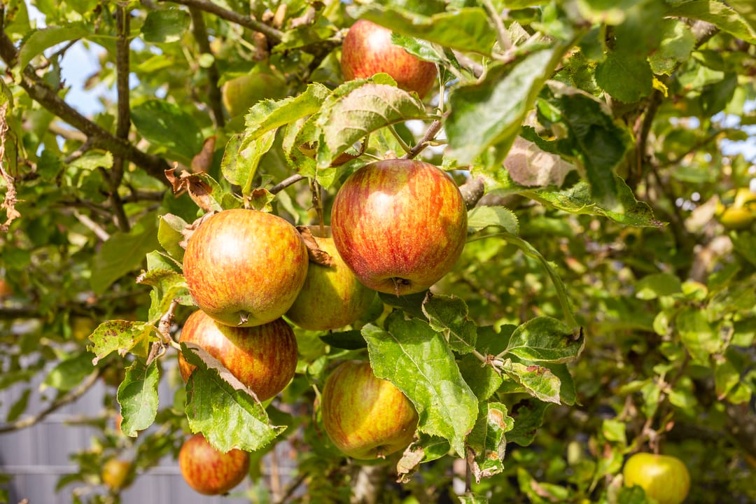 Photo 16 of Akkrumerraklaan 144