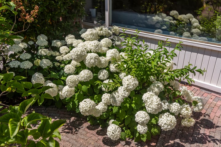 Photo 33 of Patrijslaan 44