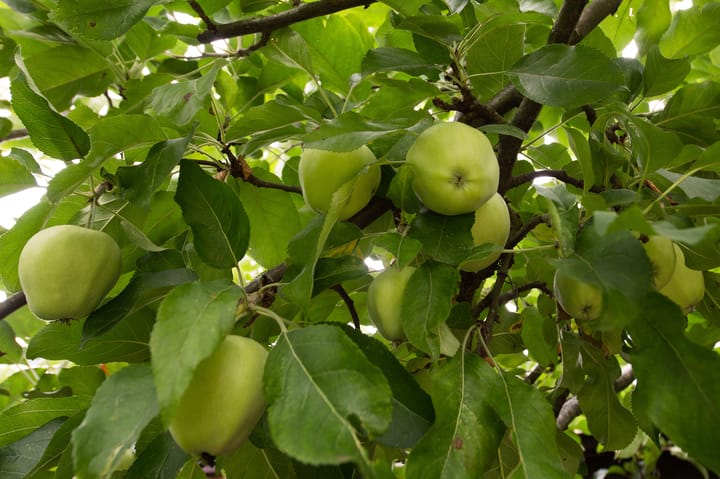 Foto 45 van Jonkershof 3