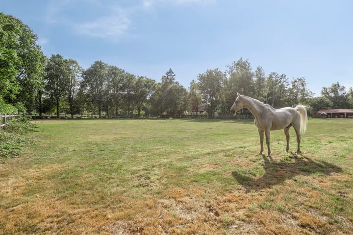 Foto 4 van Driehuizerweg 10