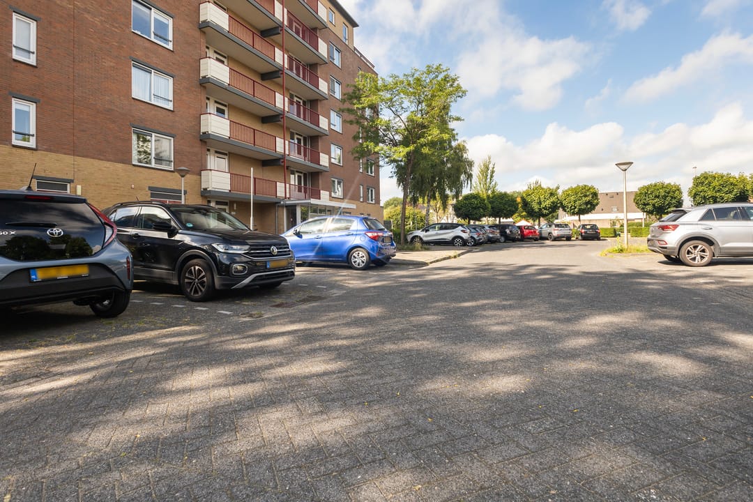 Photo 8 of Smeetsmastins 12