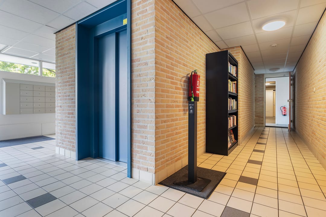 Photo 11 of Smeetsmastins 12