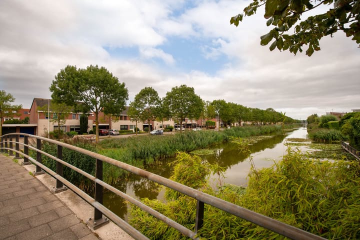 Foto 42 van Grauwe Gans 20