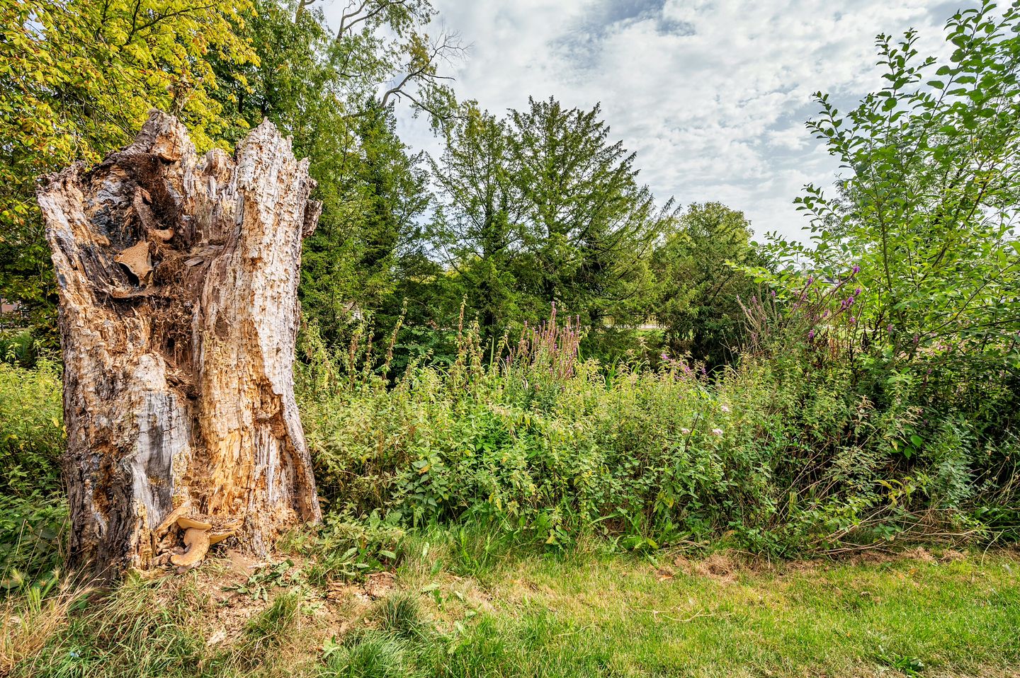 Foto 70 van Biest 106-C