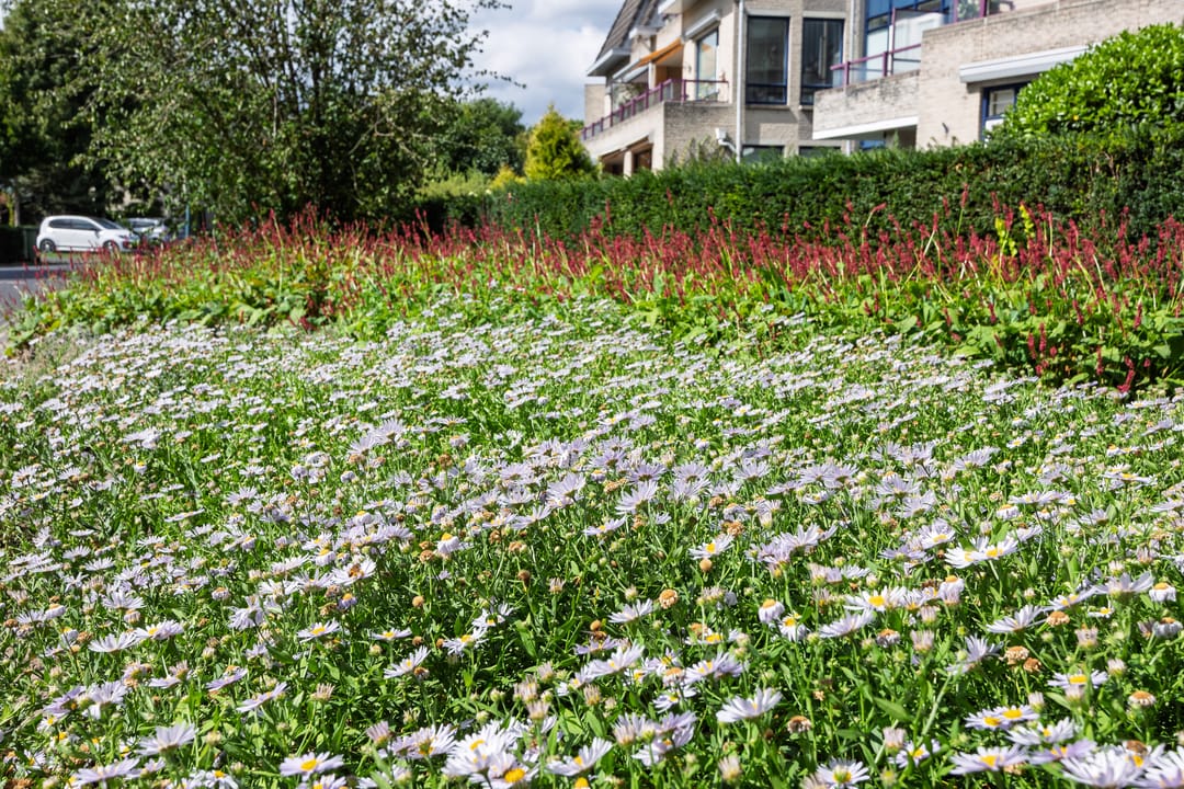 Foto 46 van Distelvinklaan 22