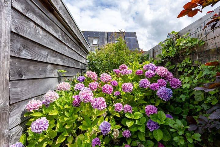 Photo 53 of Merel 15