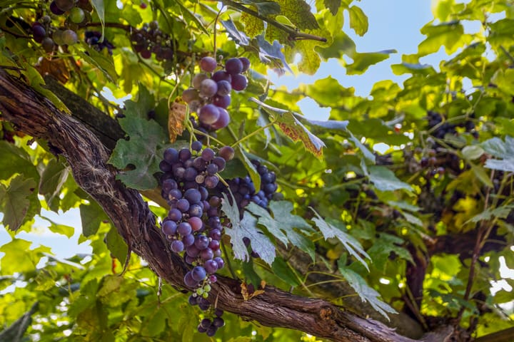 Foto 43 van Zoom 15 26