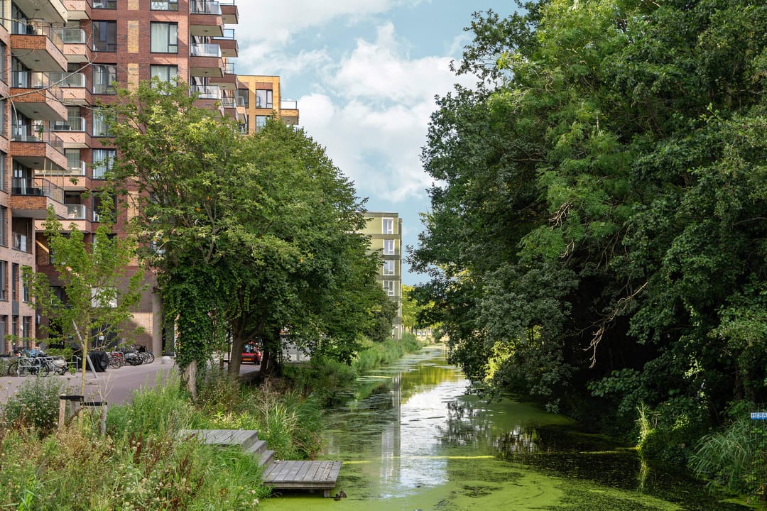 Foto 32 van Mahoniehout 443