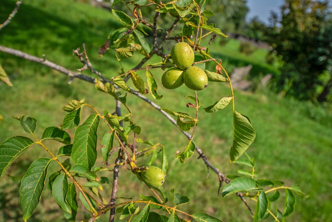 Photo 56 of Westvlietweg 129