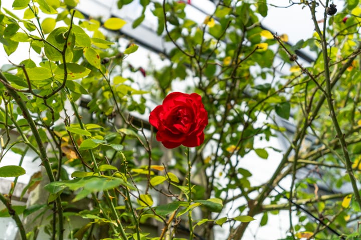 Foto 45 van Zuidkade 190