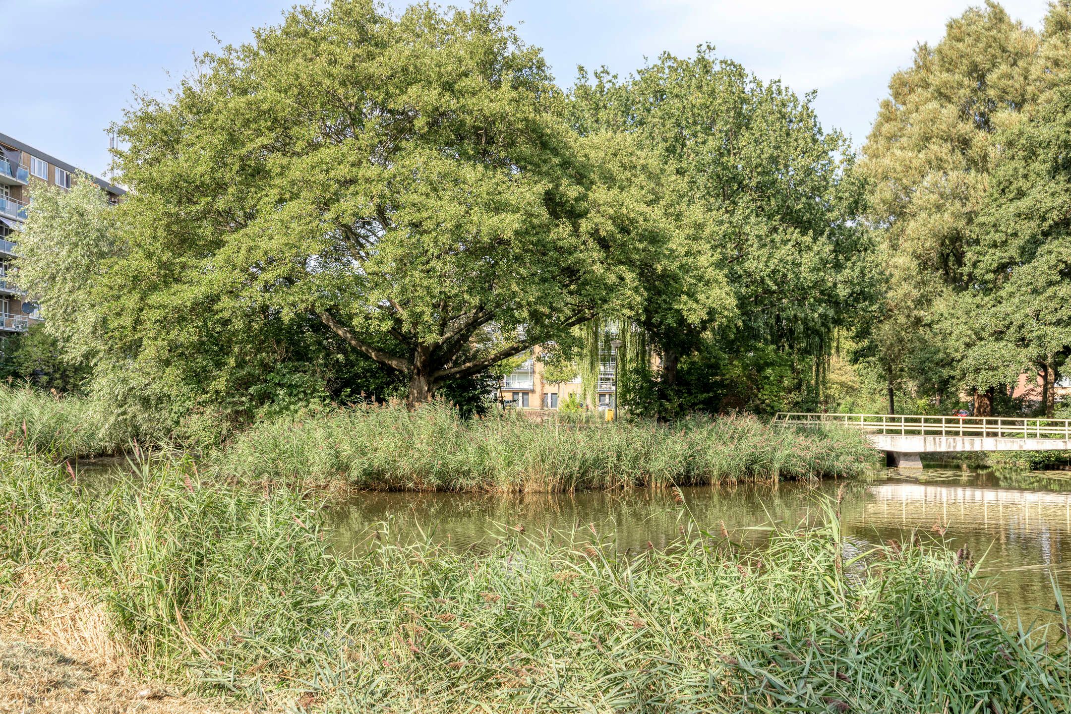 Foto 27 van Plutostraat 320