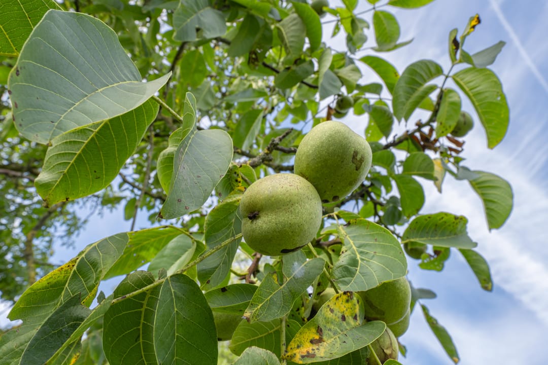 Foto 47 van Jeudestraat 55