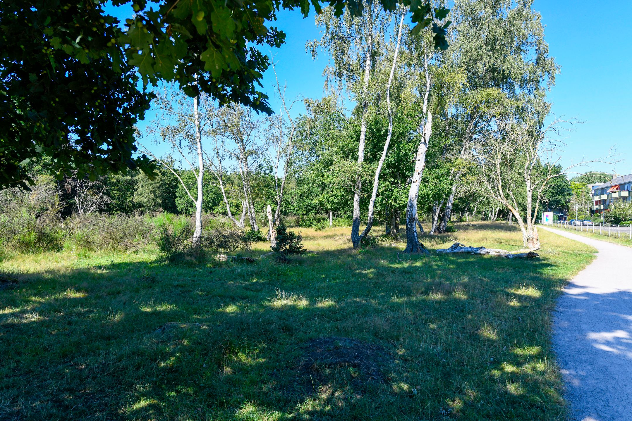 Foto 15 van Bosdrift 211