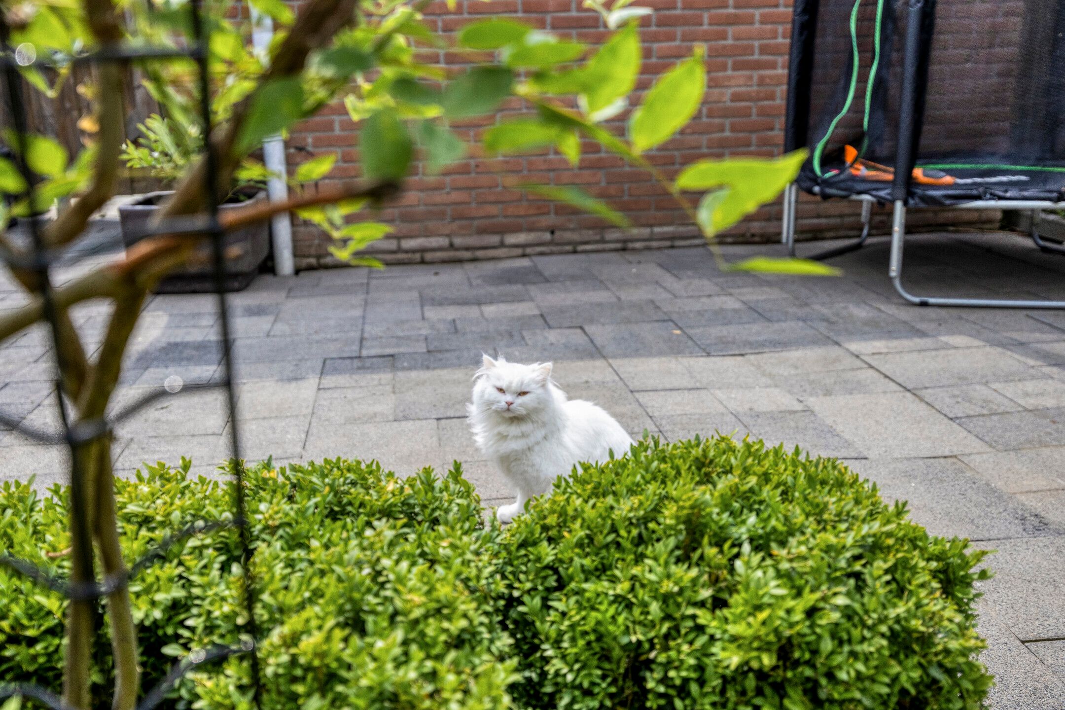 Photo 36 of De Pol 25