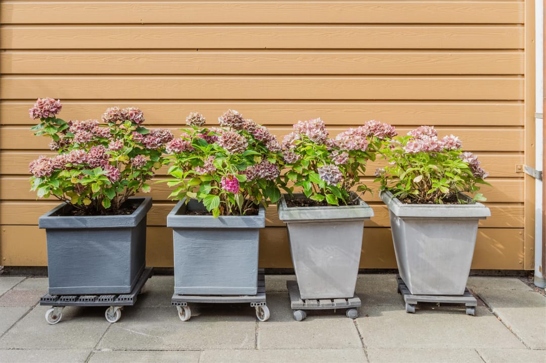 Foto 32 van Alstroemeriastraat 11