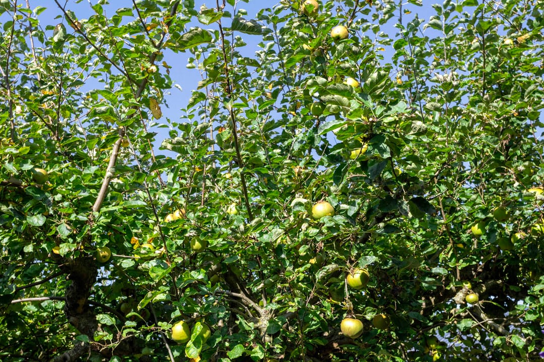 Photo 38 of Torenstraat 8