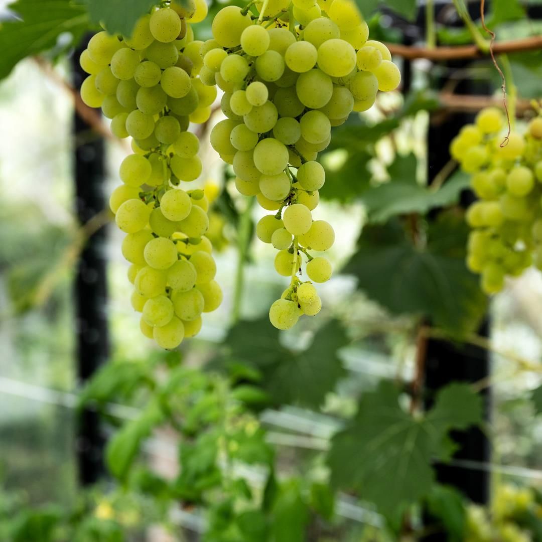 Foto 26 van Groene Hof 3