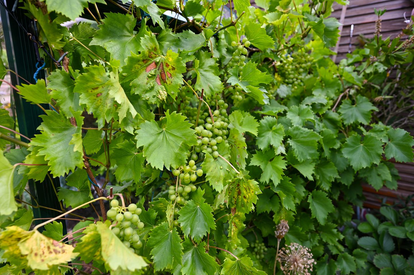 Photo 70 of Citroenvlinderstraat 6