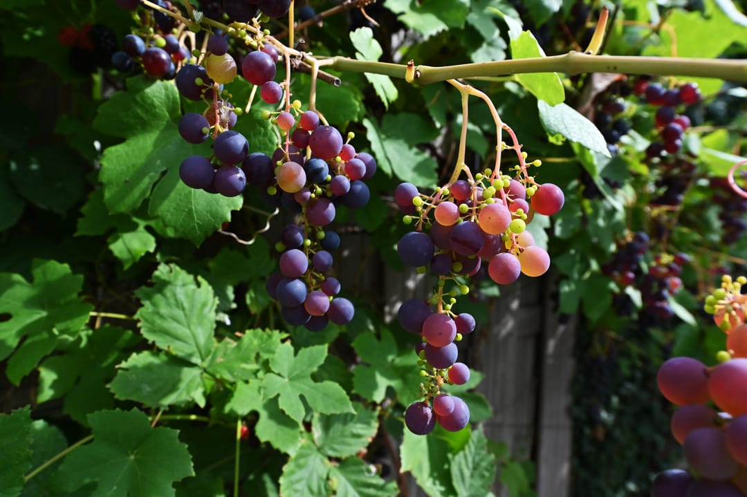 Foto 56 van Groene Loper 66