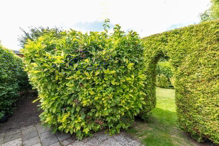 Photo 52 of Túnstrjitte 15