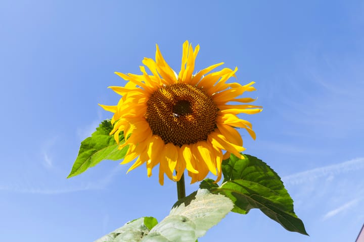 Foto 34 van Schouw 4