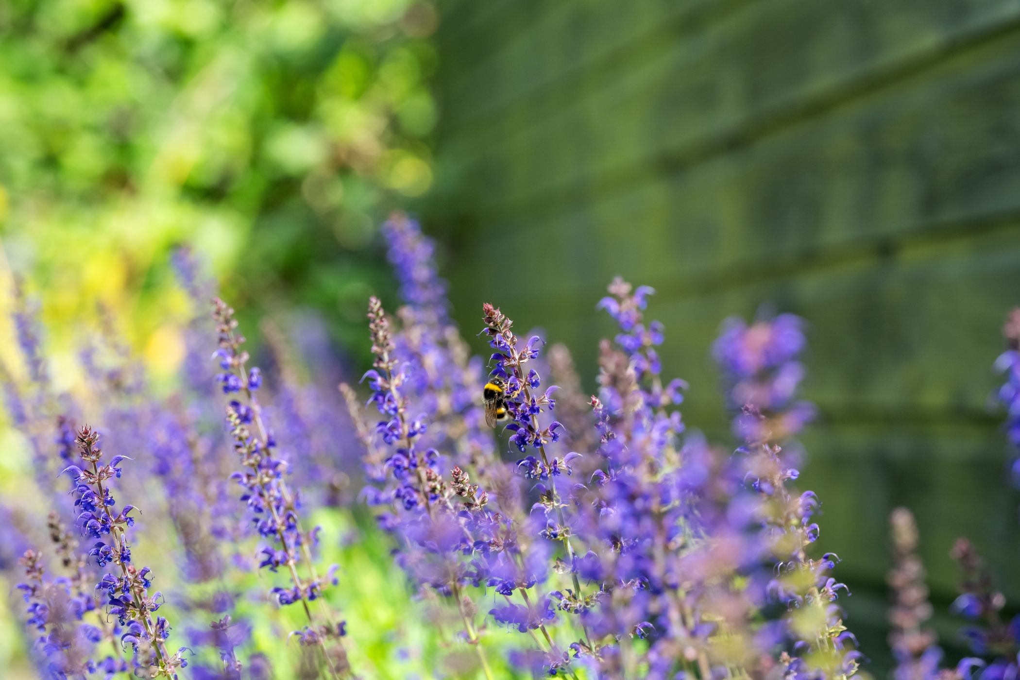 Foto 39 van Korteweegje 27