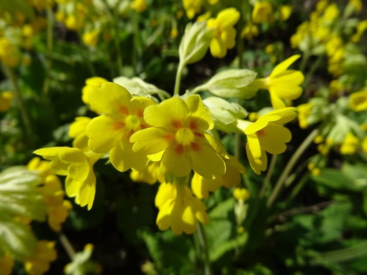 Foto 46 van Terborchlaan 73