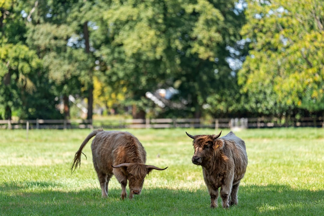 Foto 41 van Camphuysenstraat 12