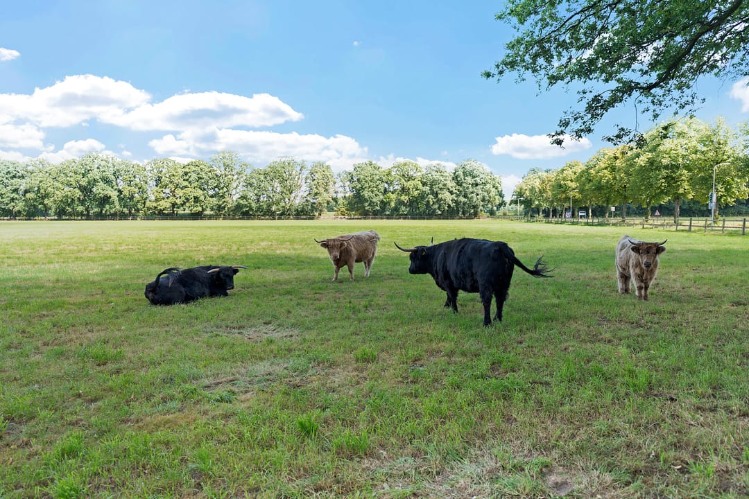 Foto 43 van Camphuysenstraat 12