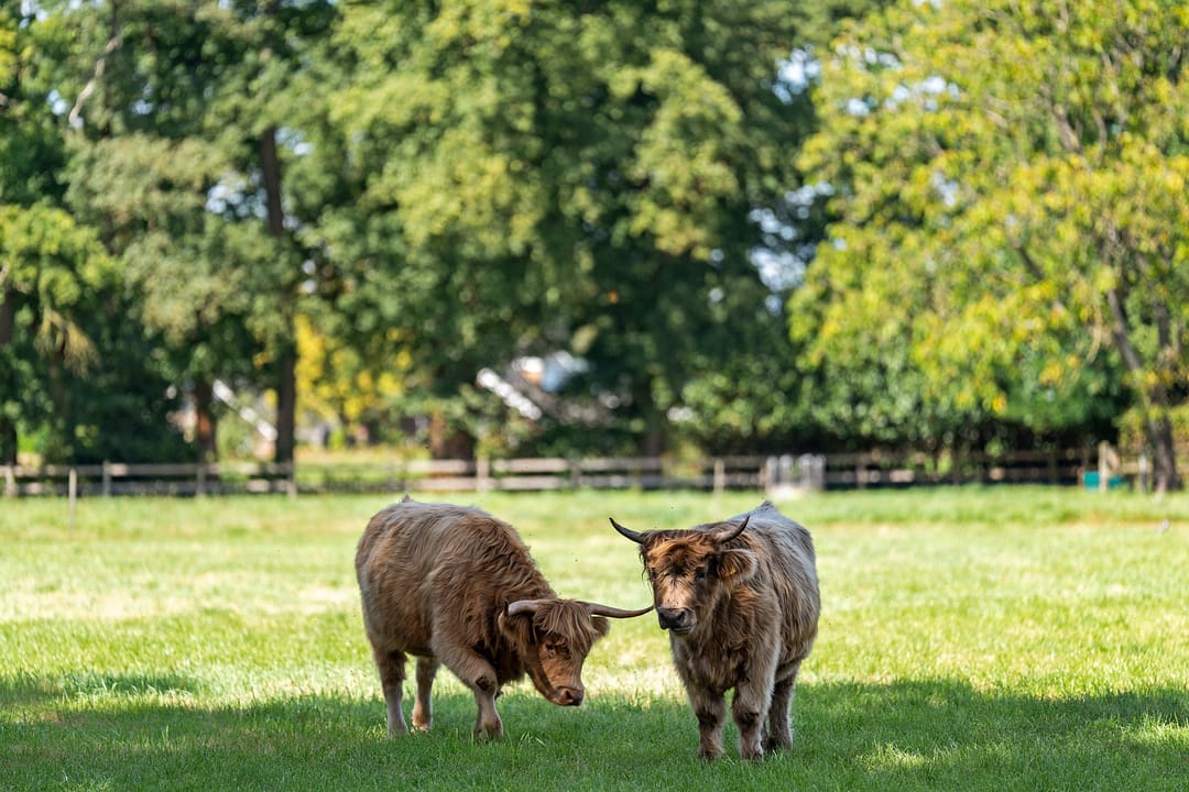 Foto 46 van Camphuysenstraat 12