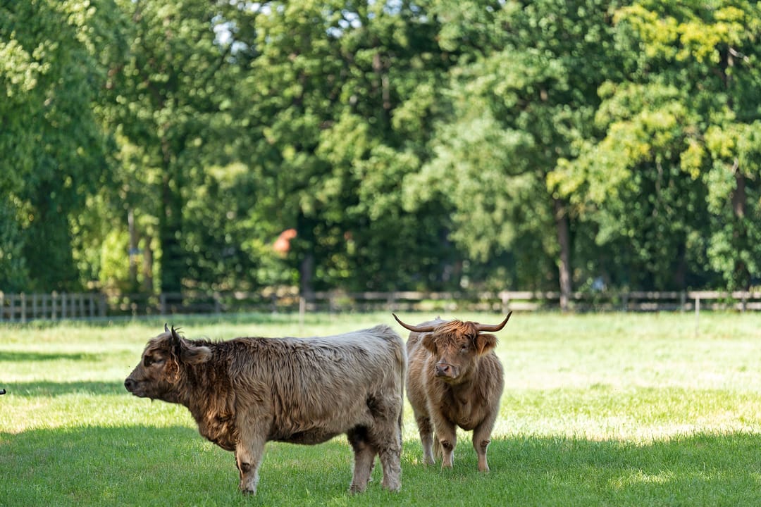 Foto 47 van Camphuysenstraat 12