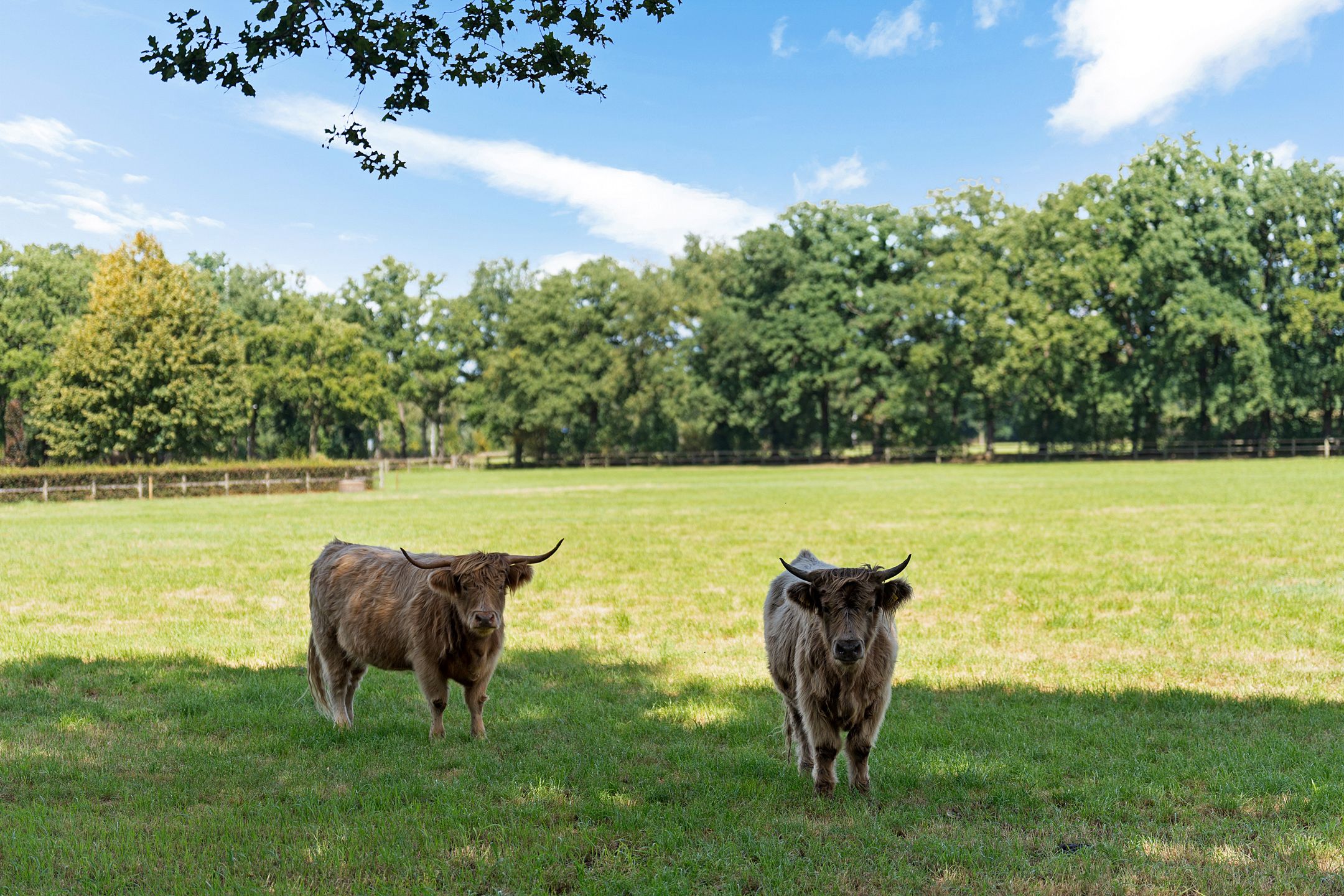 Foto 48 van Camphuysenstraat 12