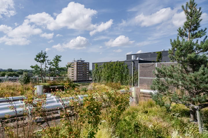 Photo 67 of Surinamepad 118