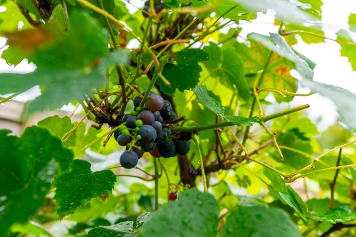 Foto 36 van Wijttenbachweg 81