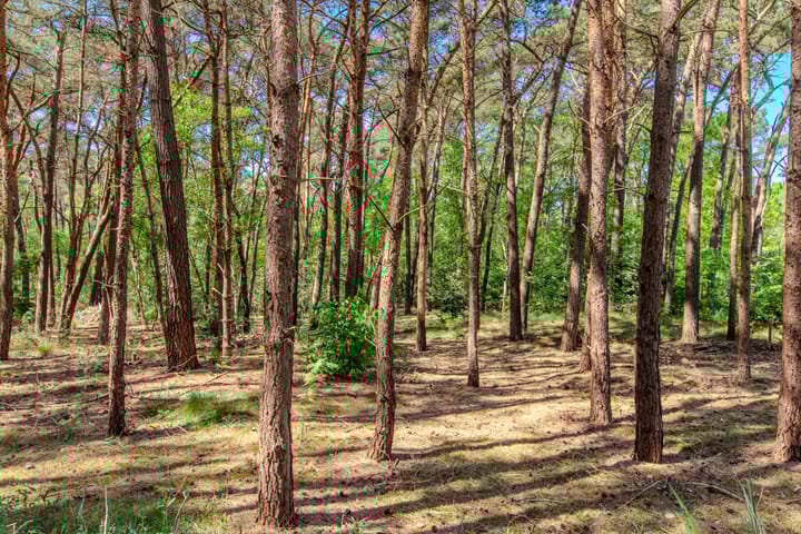 Photo 61 of Groenendries 50