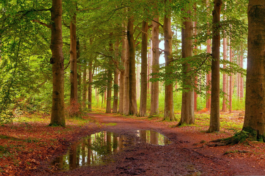 Foto 47 van Beukenhof 4