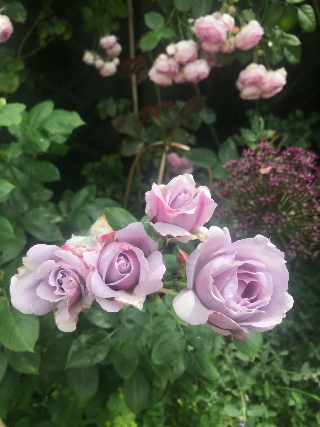 Foto 23 van Nicolaas Sopingiusstraat 21