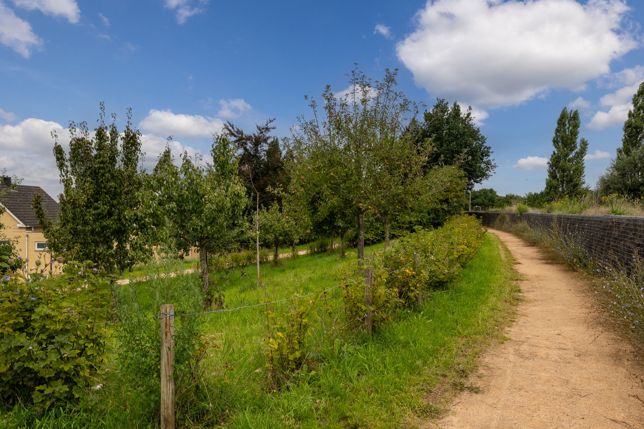 Foto 30 van Bitterkruid 35