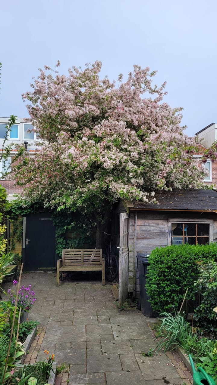 Foto 41 van Theemsstraat 32