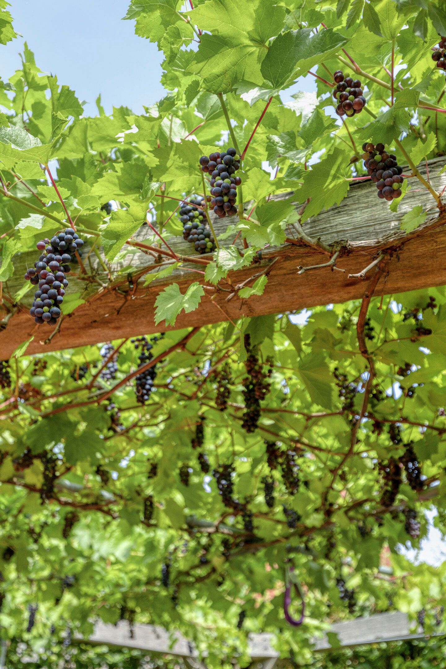 Foto 34 van Pauwmolen 81