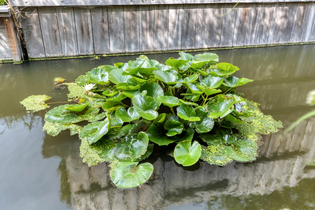 Foto 41 van Pauwmolen 81