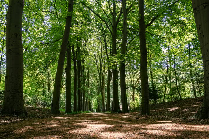 Photo 82 of Schouwweg 86