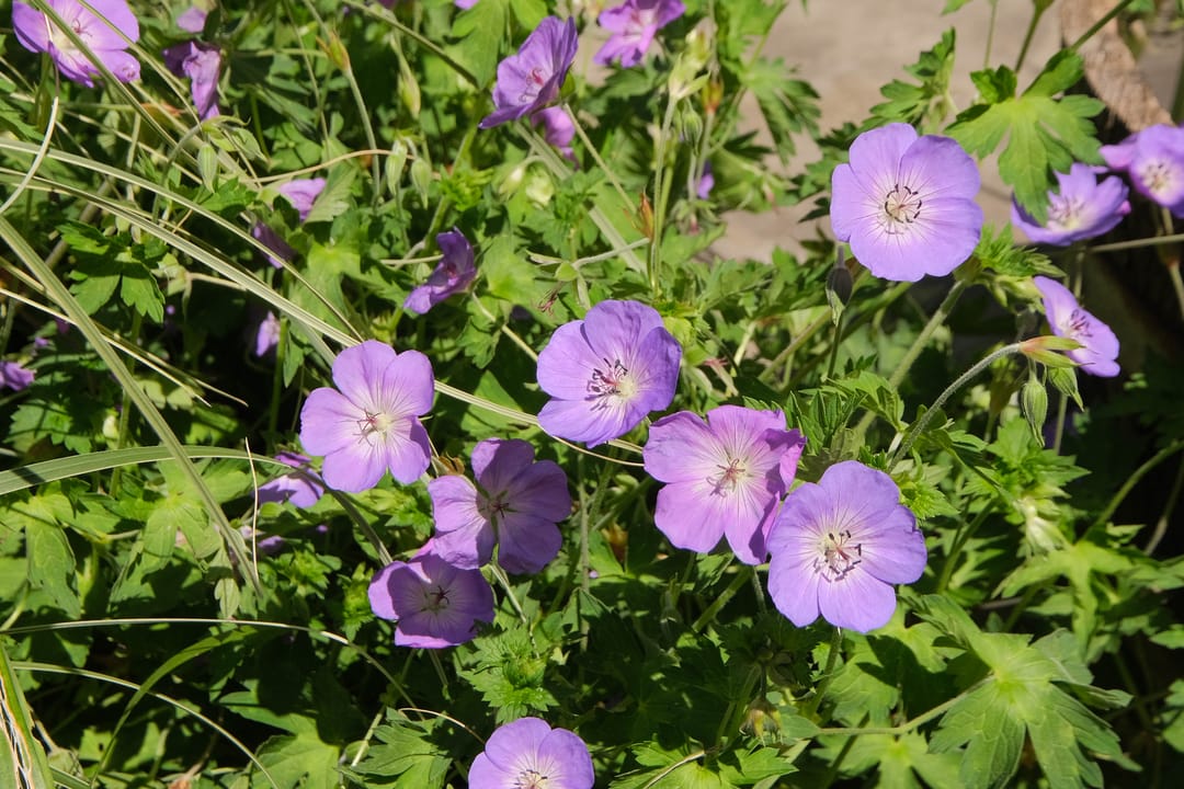 Foto 26 van Hankemaborg 71