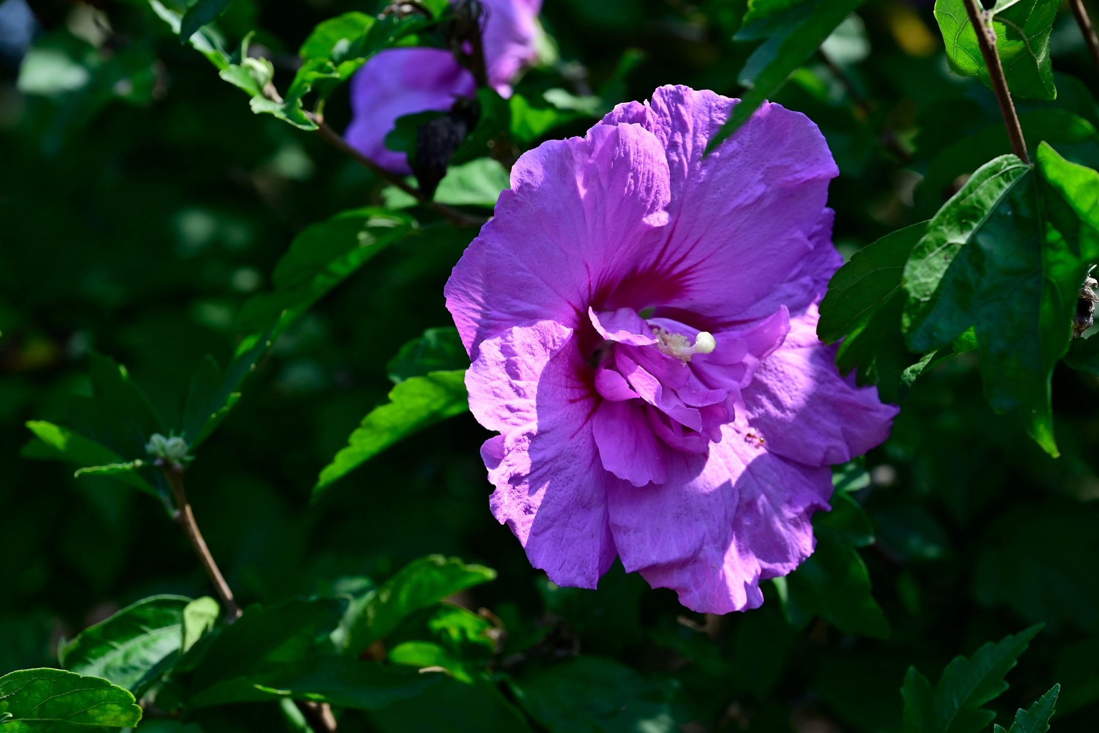 Foto 54 van Zuideinde 64