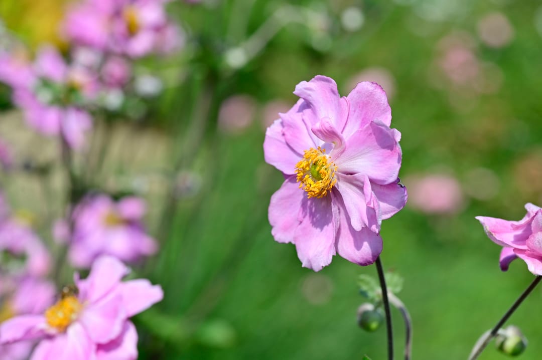 Foto 56 van Zuideinde 64