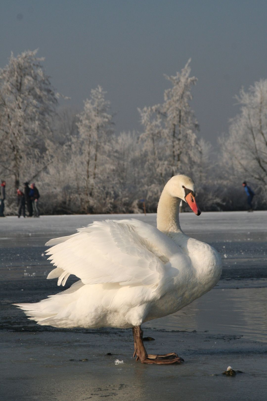 Foto 61 van Zuideinde 64