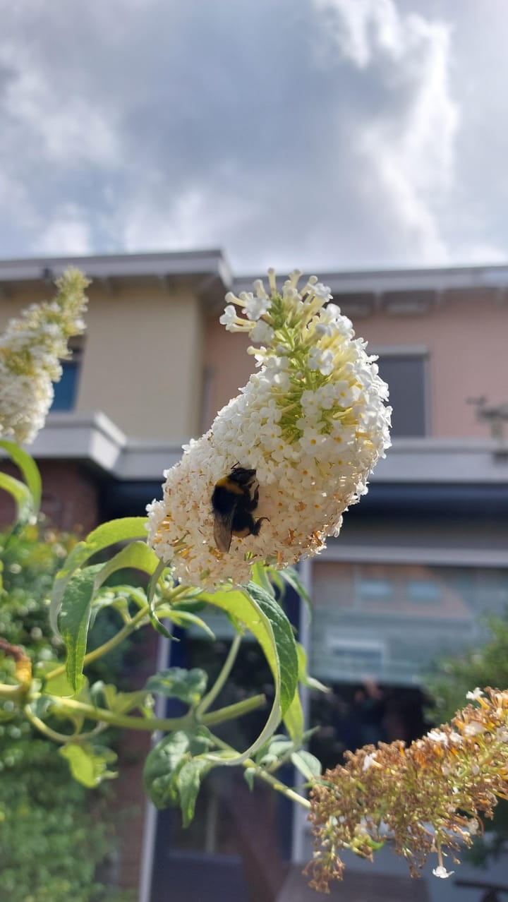 Foto 34 van Sint Aldegondestraat 72