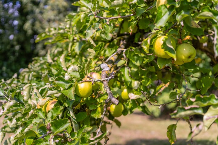 Foto 22 van Swichumerdyk 19